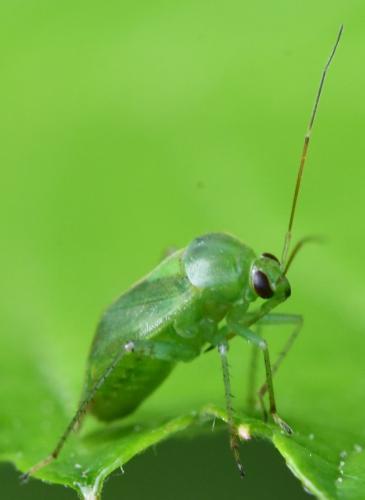Réf. 347 015 : Apolygus spinolae
